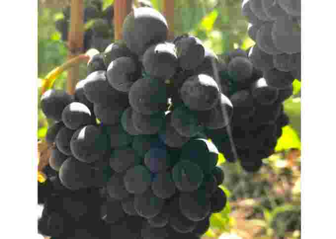 UGC pinot noir grapes