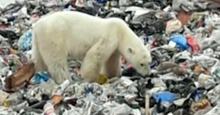 Lost, starving polar bear wanders into Russian city