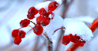 Mid-spring snow threat looms for Alberta as cold air dominates