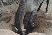 Horses, donkeys dig up holes to help hydrate desert wildlife