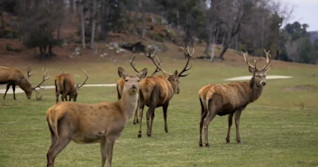 This animal lets you know when fall is here and what kind of winter to expect