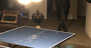 Moose liberated after becoming trapped inside home, basement trashed
