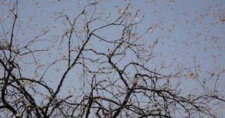 East Africa faces its worst locust invasion in 25 years