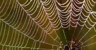 Listen to music made by spiderwebs