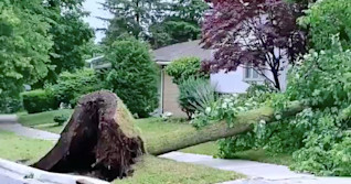 Major warning signs you’re ignoring from your tree