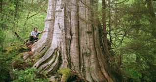 Behemoth tree in B.C. nearly as wide as a Boeing 747 airplane cabin