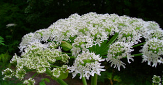 Plant that causes third-degree burns about to bloom in Canada