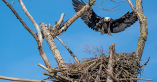 Province investigating spike in bald eagle deaths in B.C.