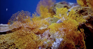 Pristine coral reef unblemished by warming oceans found off Tahiti