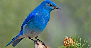 Thousands of birds die off in western U.S., wildfires one possible cause