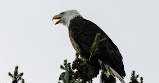 PRO TIPS: How to take the perfect bird photo