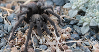 Colorado's annual tarantula 'migration' has begun