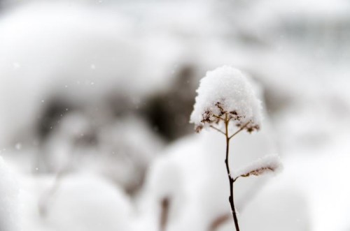 More snow in California than in Quebec