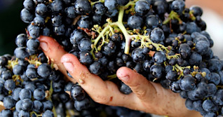Grape expectations as France forecasts more wine to flow in 2020