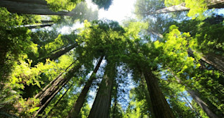 Expérience : Respirer avec les arbres