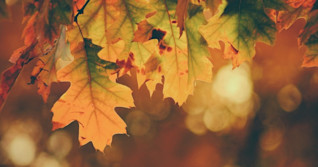 L'automne est une saison des extrêmes