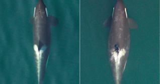 3 'critically endangered' B.C. killer whales are pregnant, scientists say