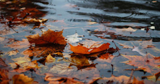 Potent low to soak Ontario with 30-50 mm of heavy rain, bring gusty winds
