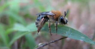 Neonic soil treatment hurts ground-nesting bees, 1st of its kind study finds