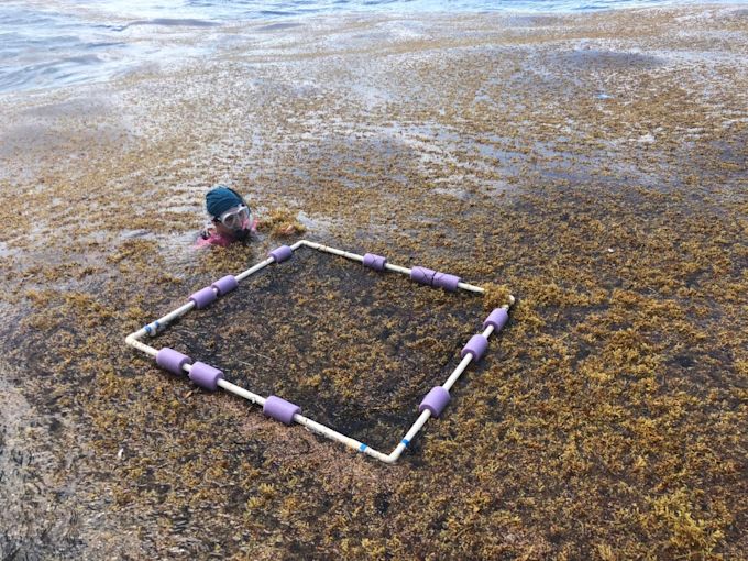 Staff testing and monitoring the grow of Sargassum. (Seafield Solutions)