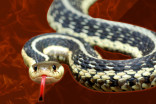 Owner burns down $1.8 million home attempting to get rid of snakes