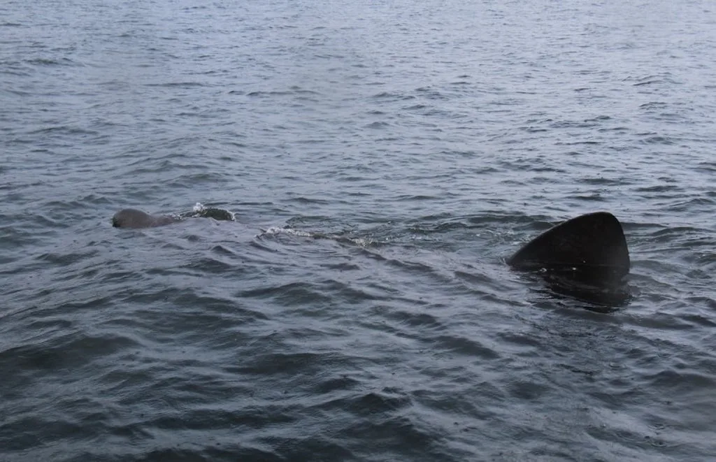 Basking shark sighted/Fisheries and Oceans Canada
