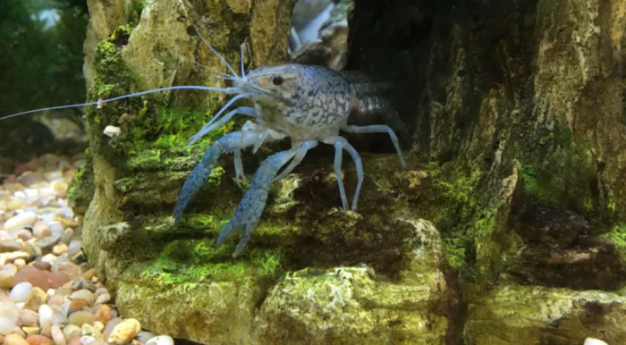 Self-cloning crayfish scuttling into rivers and streams in Alberta