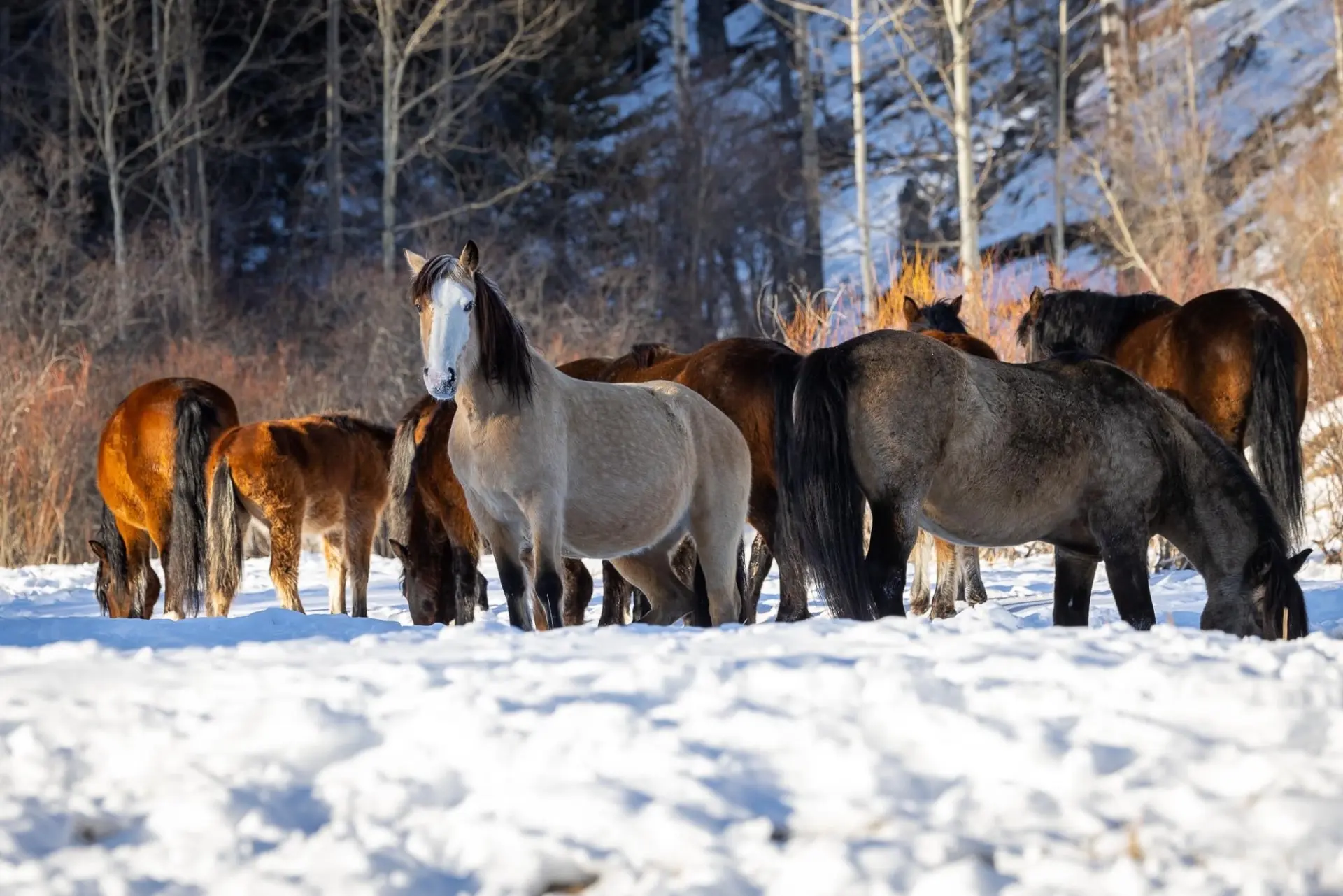 Wild horses of Canada: How they survive harsh weather conditions