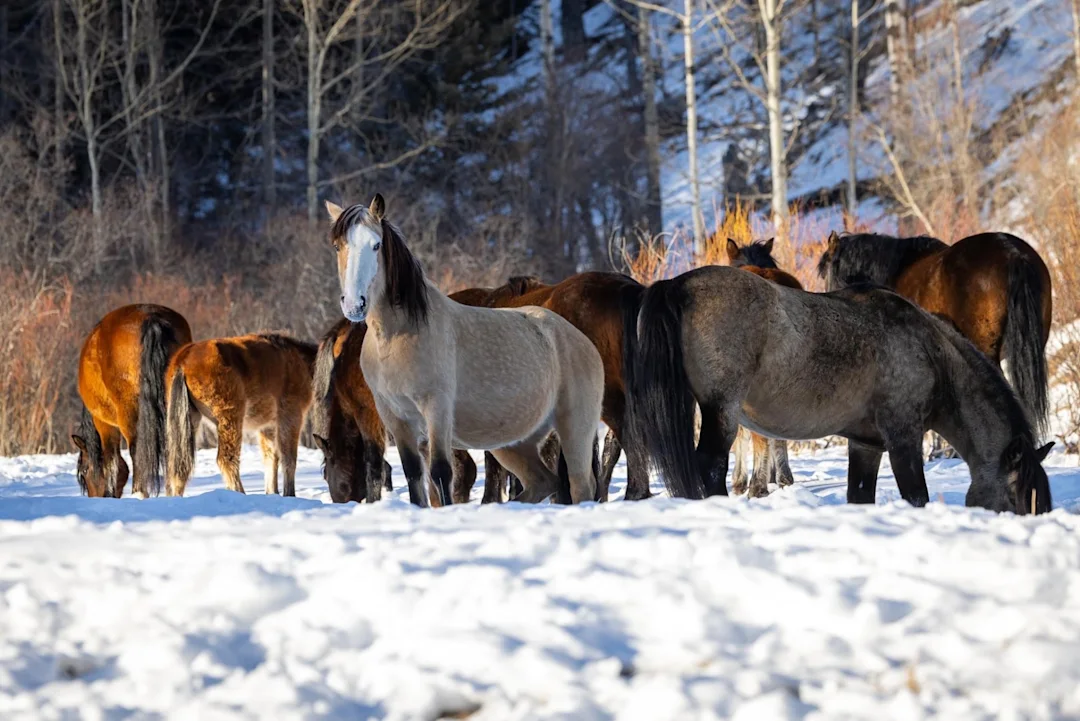 Wild horses of Canada: How they survive harsh weather conditions - The ...