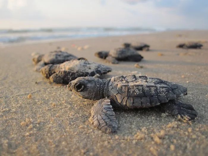 Des millions de bébés tortues foncent vers la mer