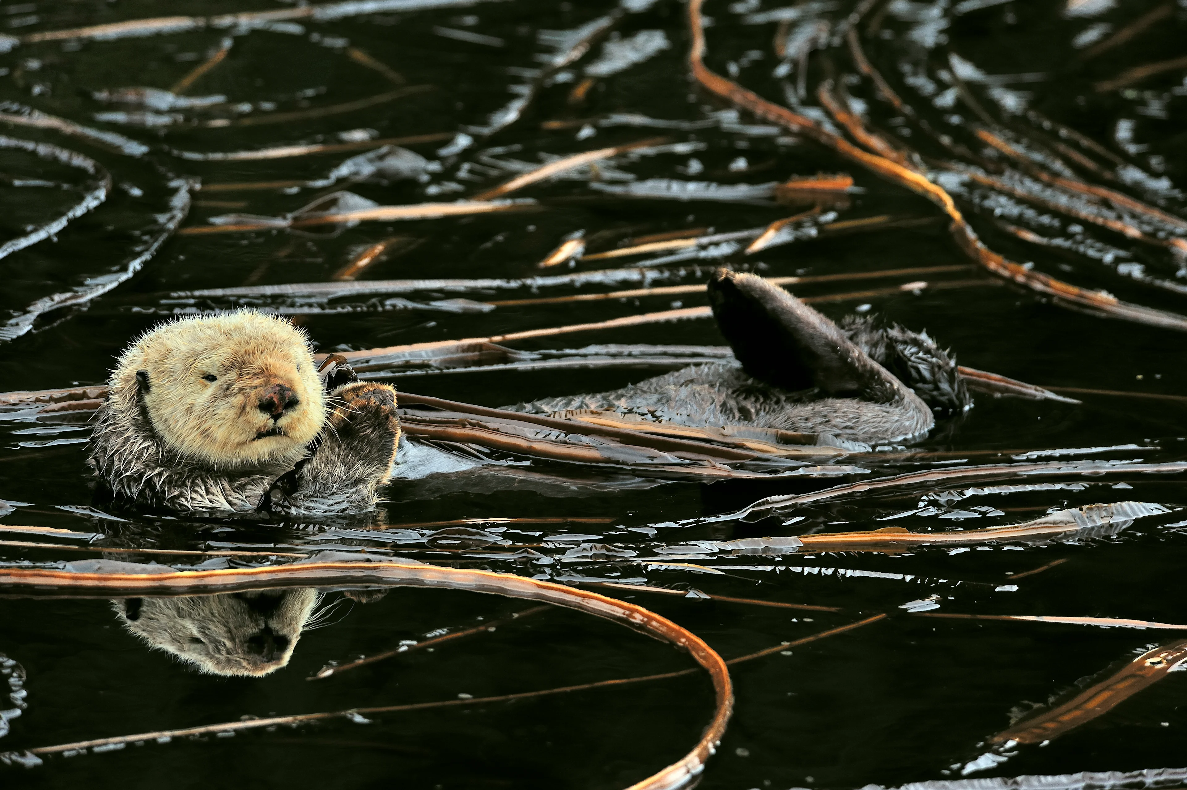 Sea otter/naturepl.com/Pascal Kobeh/WWF/Submitted to The Weather Network