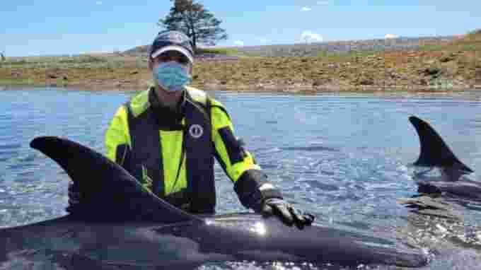 CBC - It's believed the pod of dolphins followed mackerel into Hagars Cove on McNutts Island off Nova Scotia's South Shore. (Marine Animal Response Society)