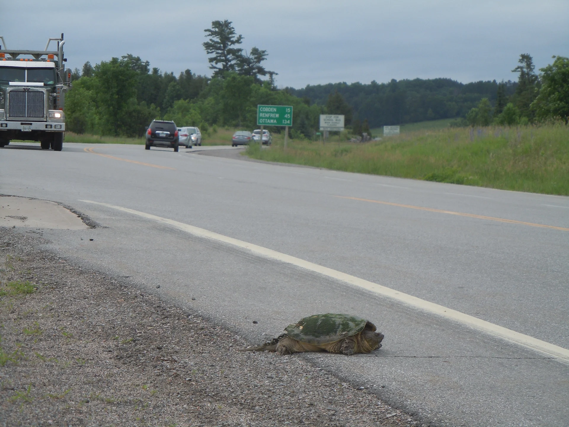 Snapping Turtle at the side of a busy road/David Seburn/CWF