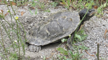 How we can help Canada's at-risk turtles survive and thrive