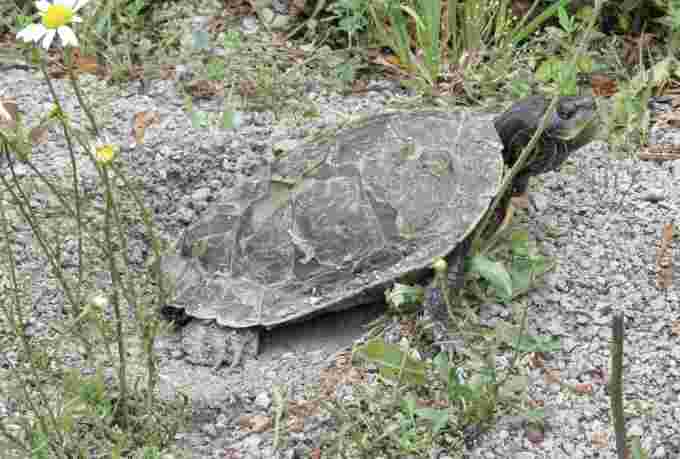 Northern map turtle nesting/Warren Howes