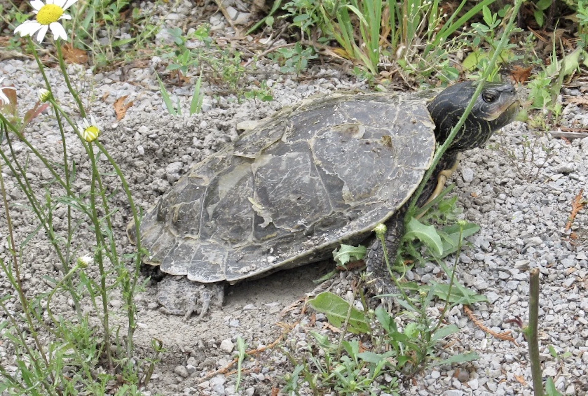 How we can help Canada's at-risk turtles survive and thrive