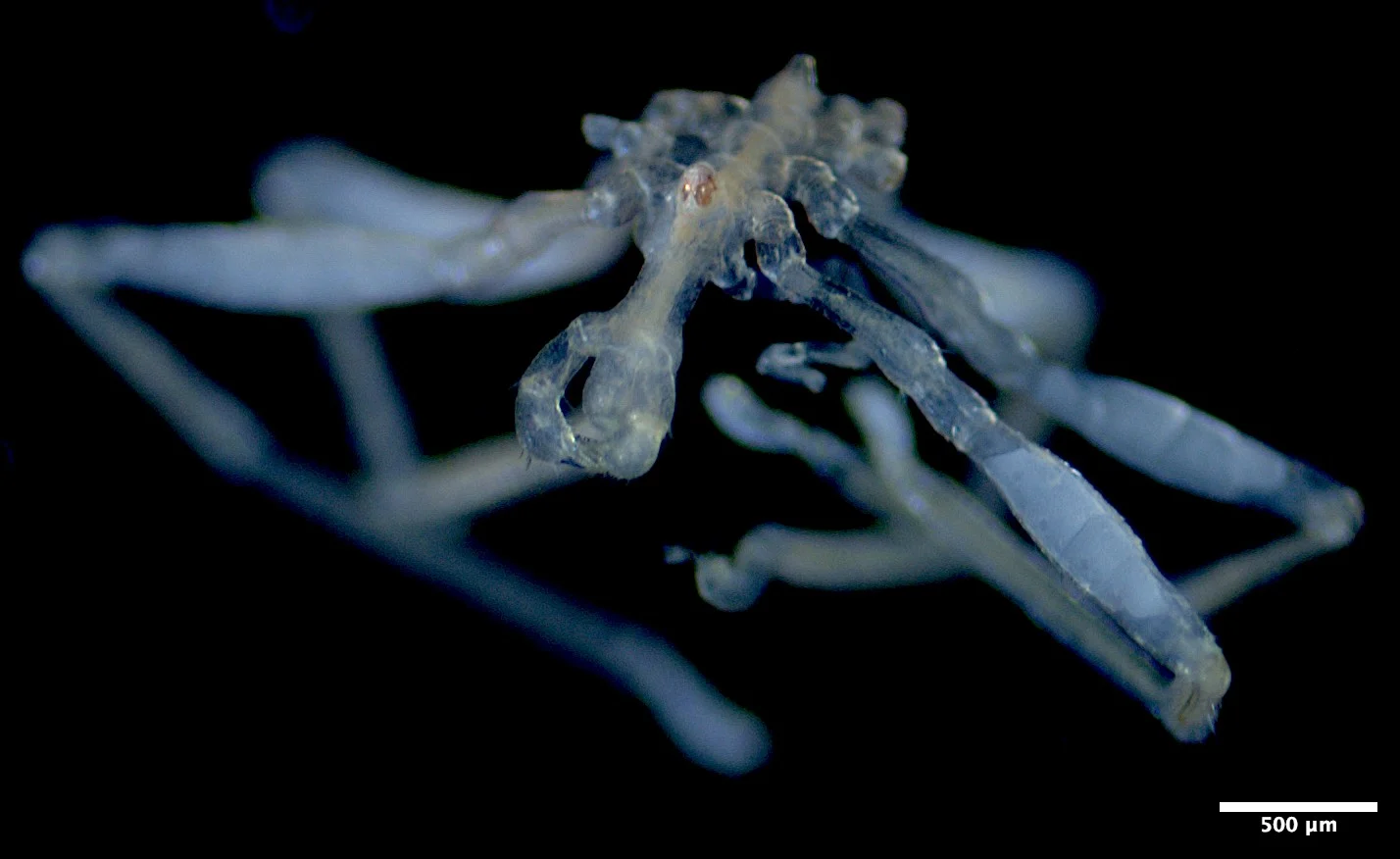 A closeup of Callipallene pilosuspedes, a newly discovered sea spider from the Salish Sea off of B.C.'s coast. (Credit: Cormac Toler-Scott)