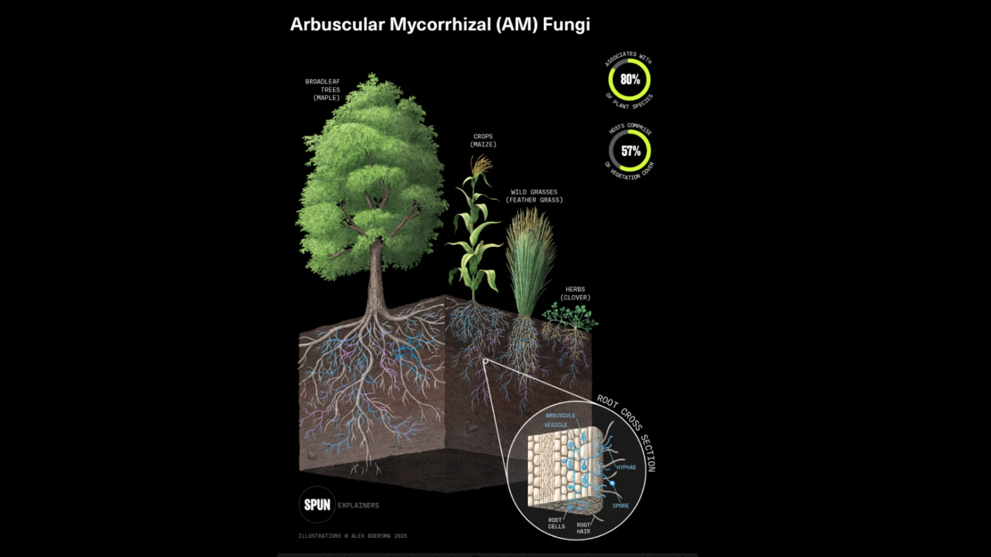 SPUN AM FUNGI