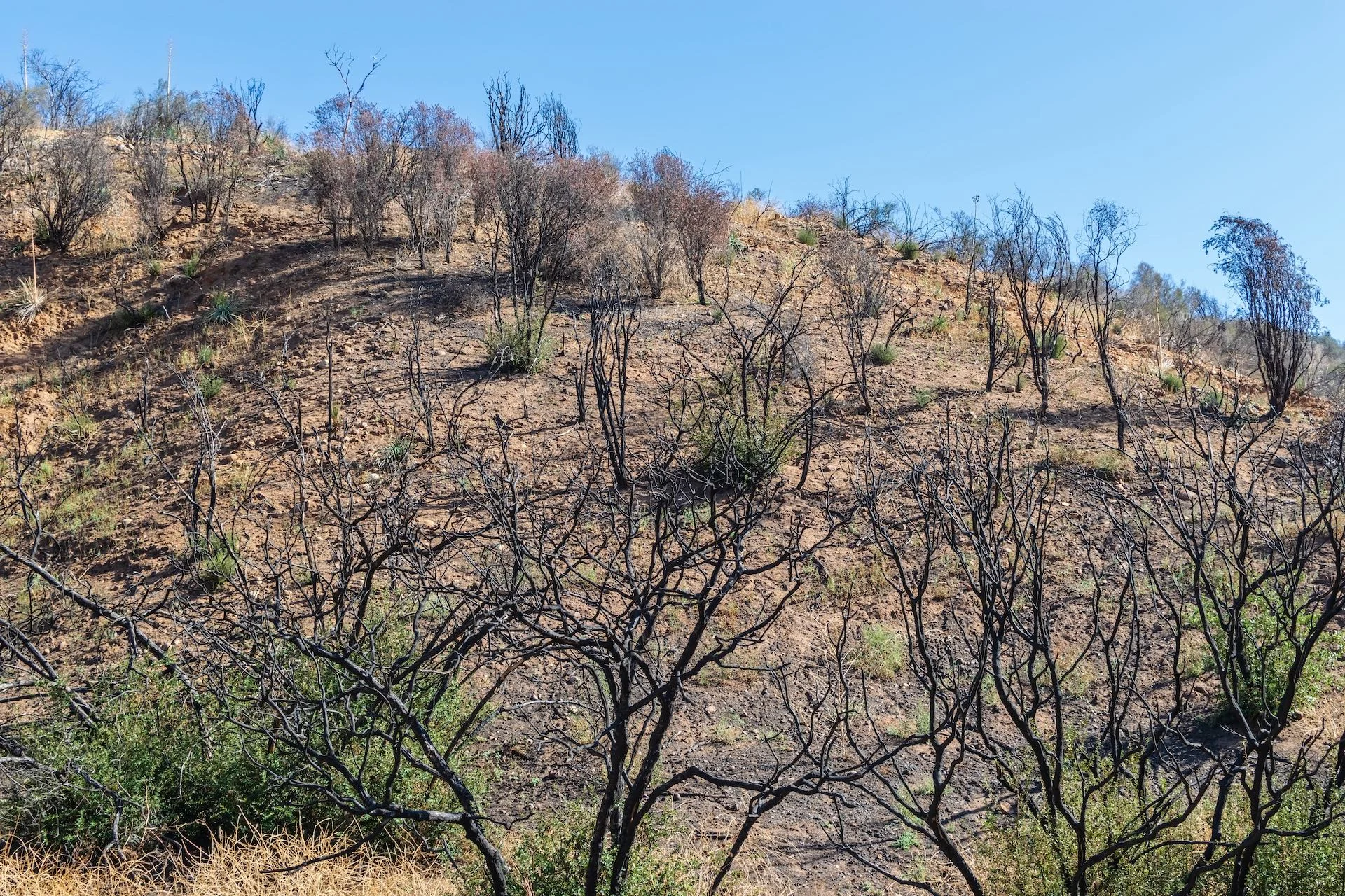 Large wildfires can create decade-long heat island in the wild