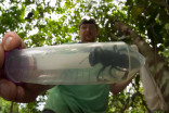 The world's biggest bee has been rediscovered