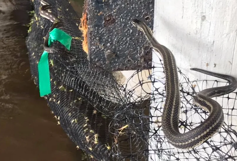 The Louisiana flood water is full of snakes
