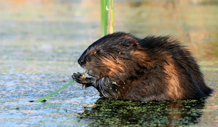 As drought dries up B.C. rivers, conservationists turn to beavers for ...