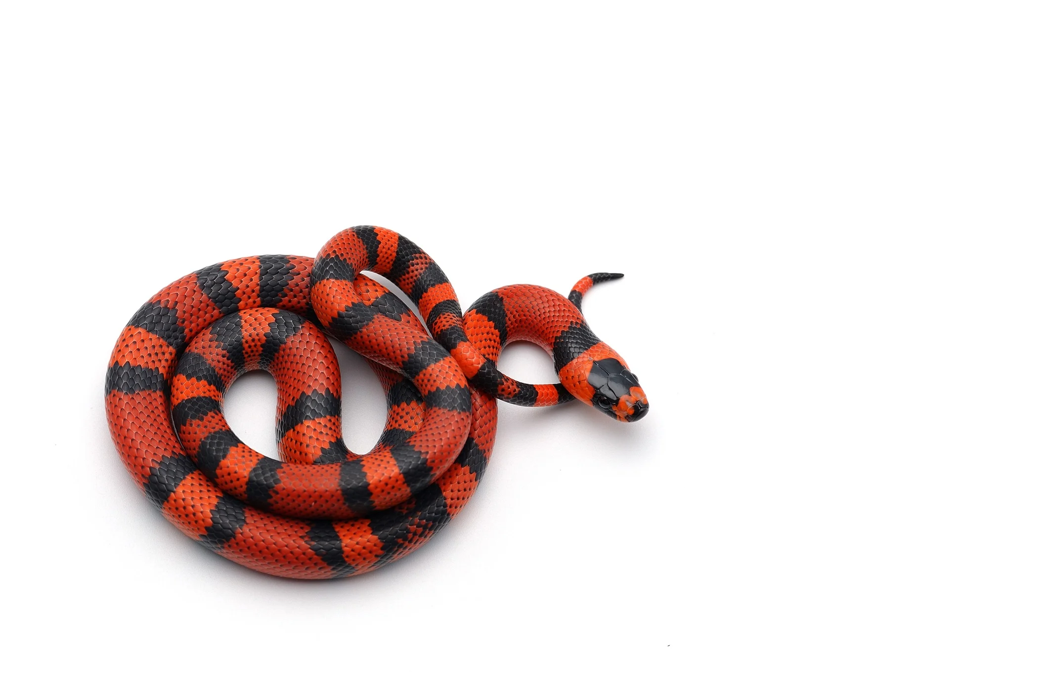 GETTY IMAGES -Red-black Milk snake