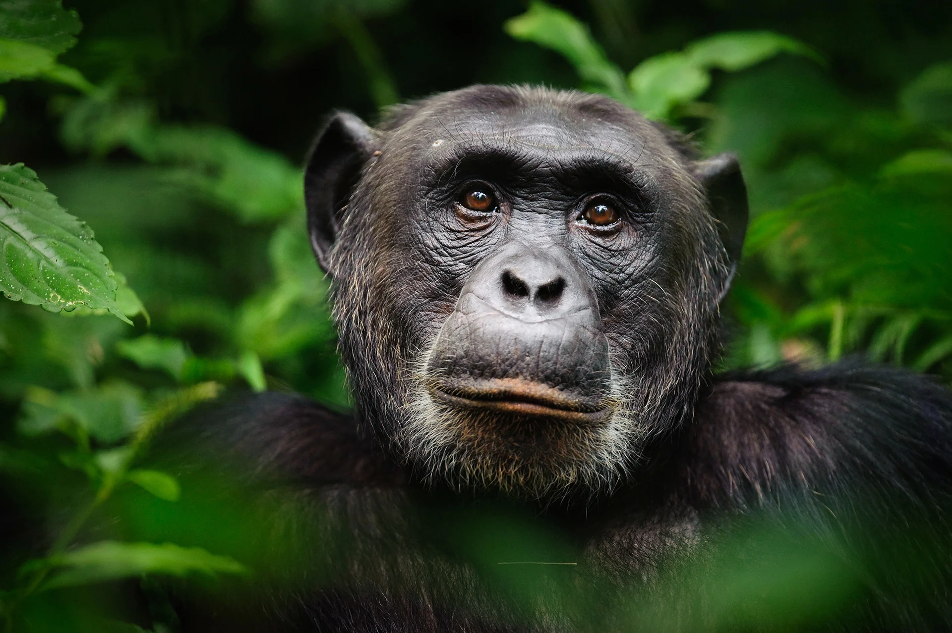 Gorilla closeup Marc Guitard/ Moment/ Getty Images