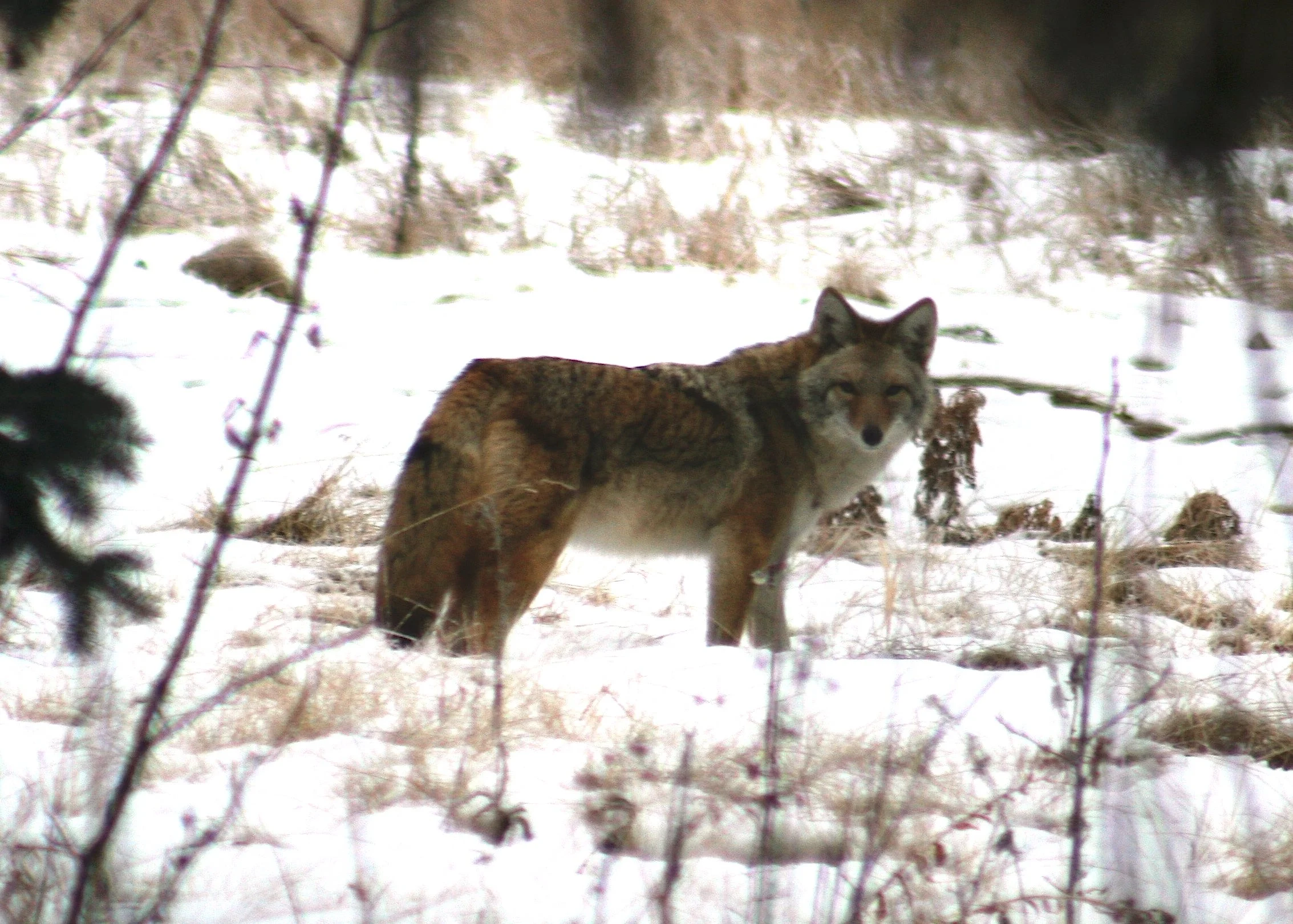 Coyote/Photo by Allison Haskell