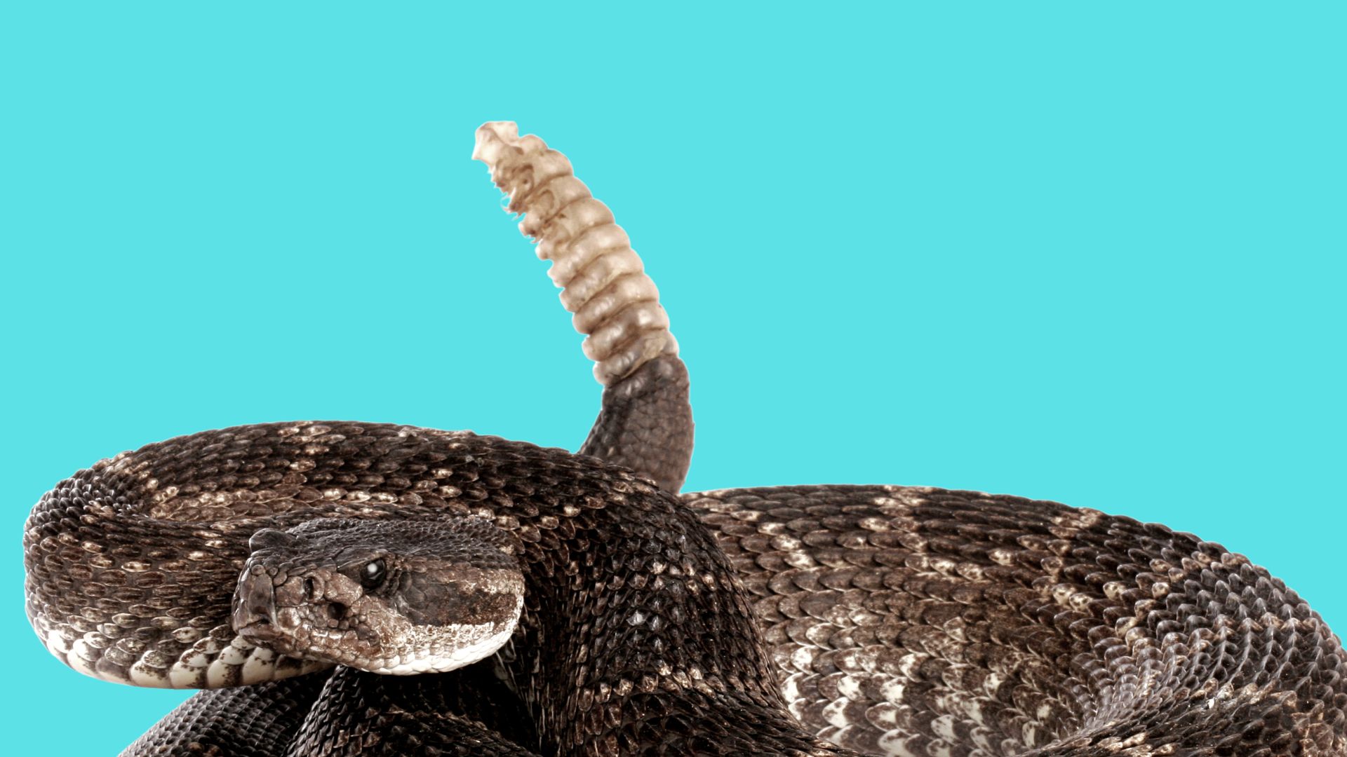 New homeowner finds 100 rattlesnakes living underneath house - The ...