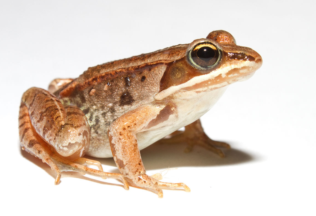 Wood frog - wikipedia