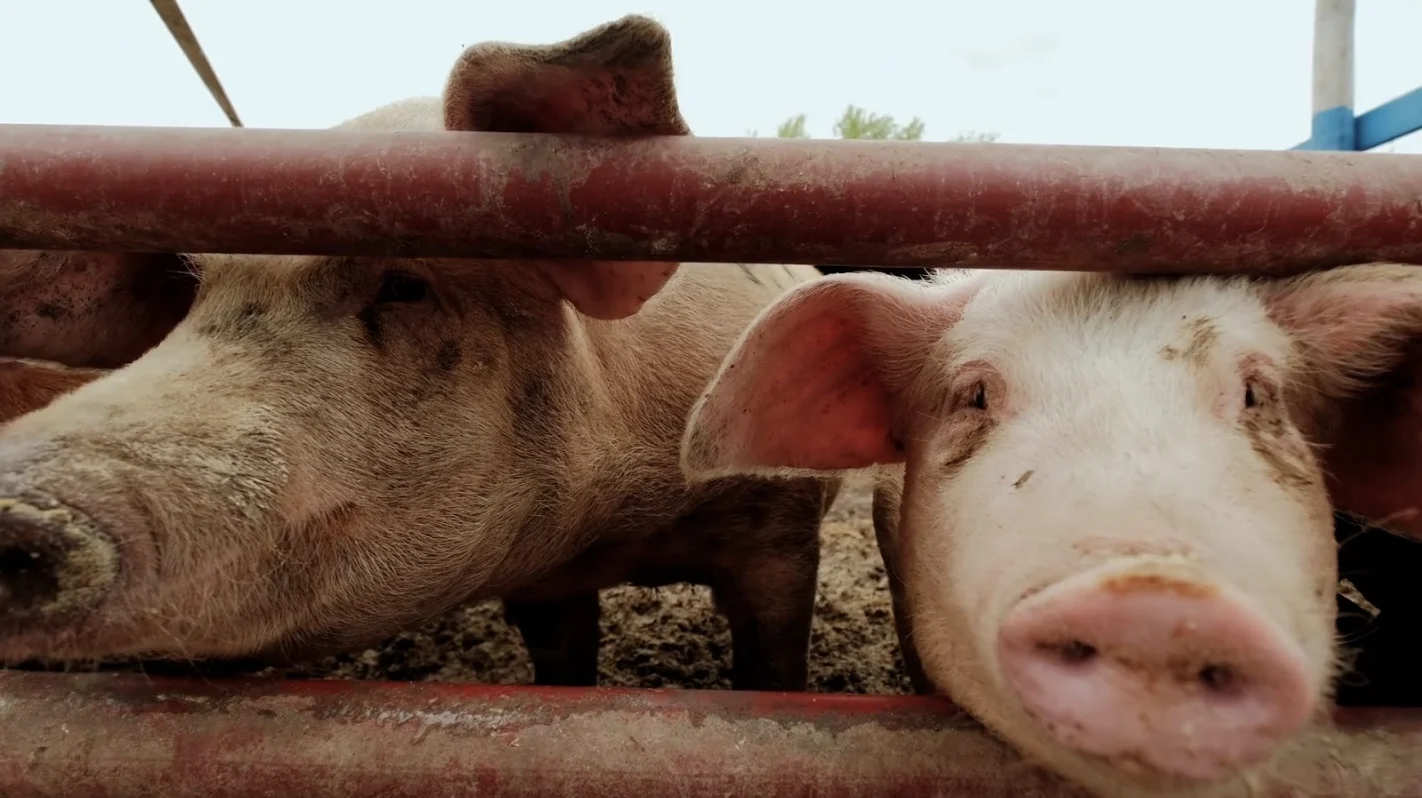 Storyblocks | In Alberta alone there are over 250 commercial pig farms producing nearly 3,000,000 pigs annually, 70 per cent of which are exported out-of-country, according to Alberta Pork.   