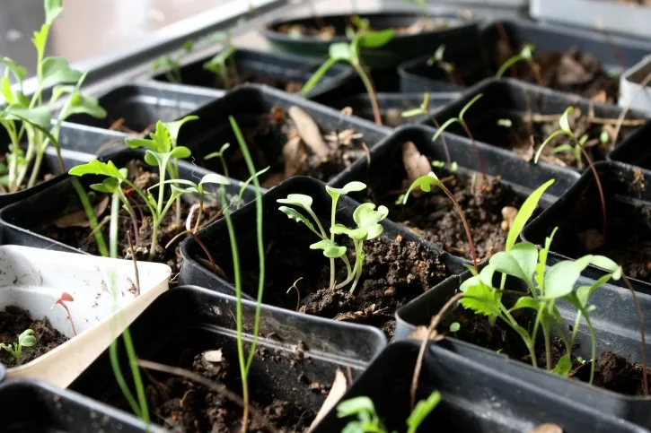 Vous devriez attendre avant de planter vos semis 