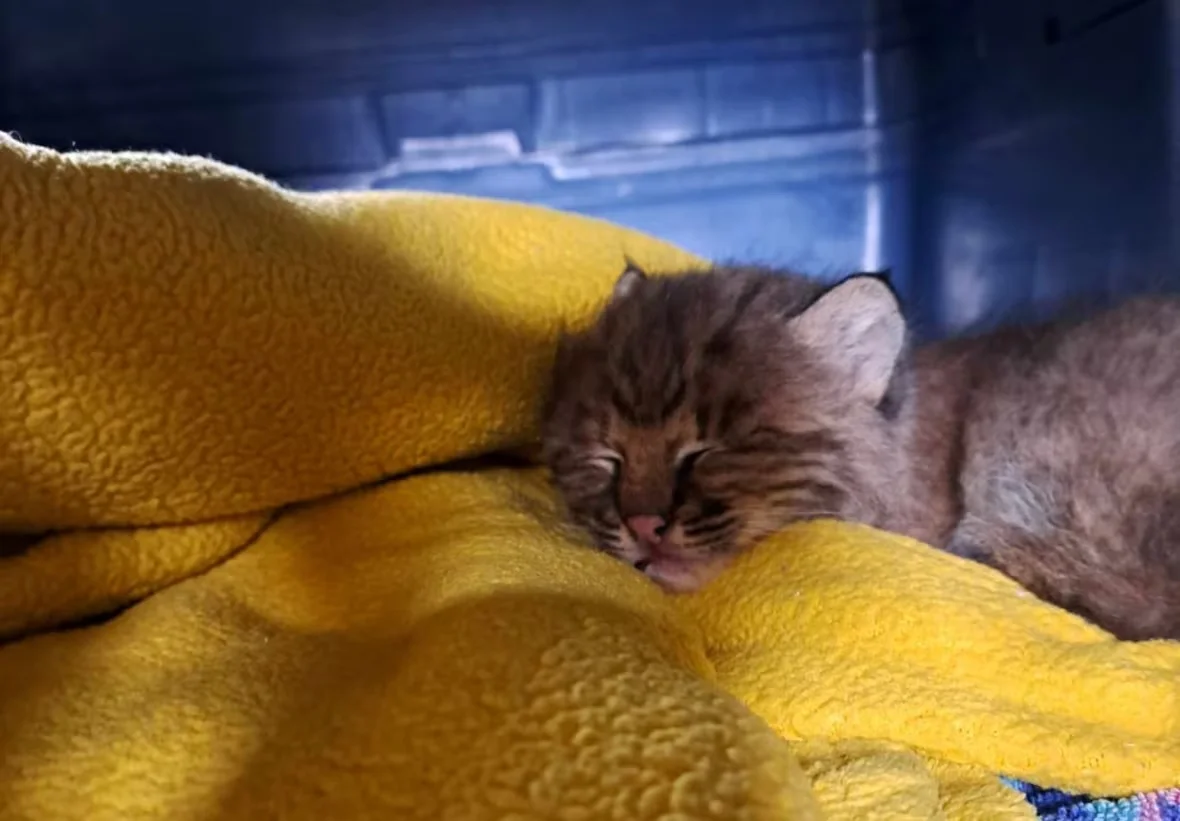 bobcat-lee-2/Pam Novak via CBC